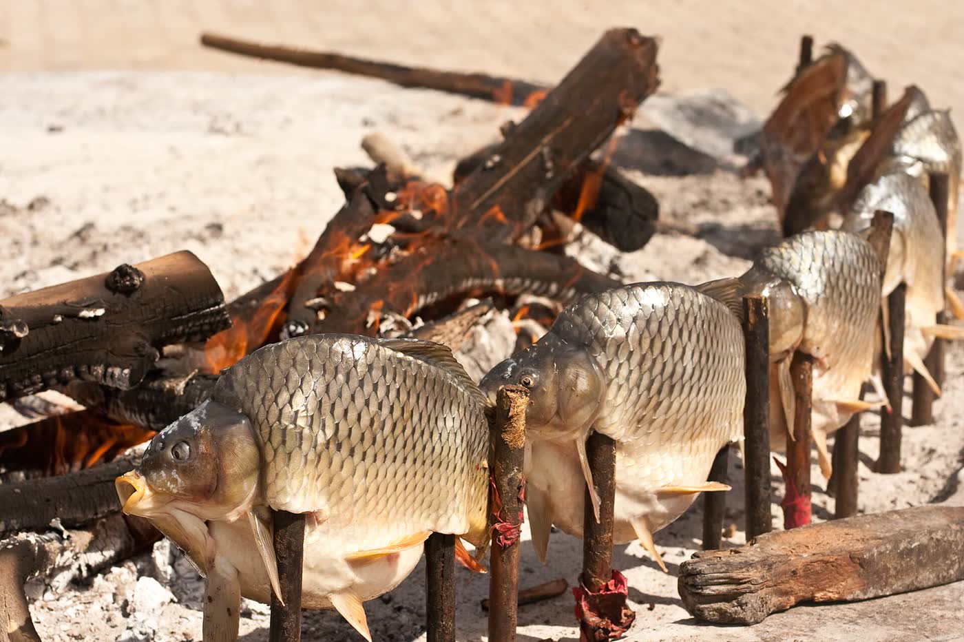 Several whole carp stood upright on wooden stakes in the sand beside a wood fire, with flames and charred logs behind them