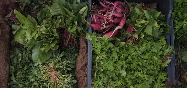 Bunches of leafy greens, chard and pink radishes laid out in crates at a market stall in Beirut