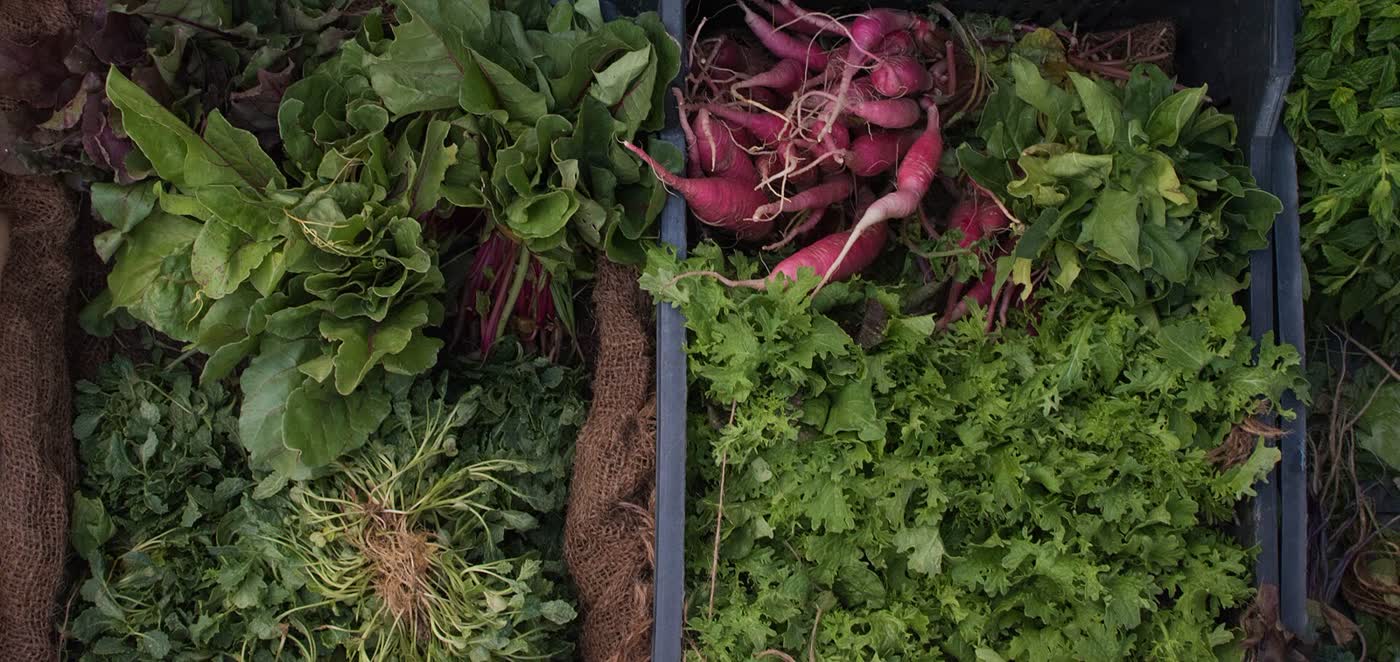 Bunches of leafy greens, chard and pink radishes laid out in crates at a market stall in Beirut