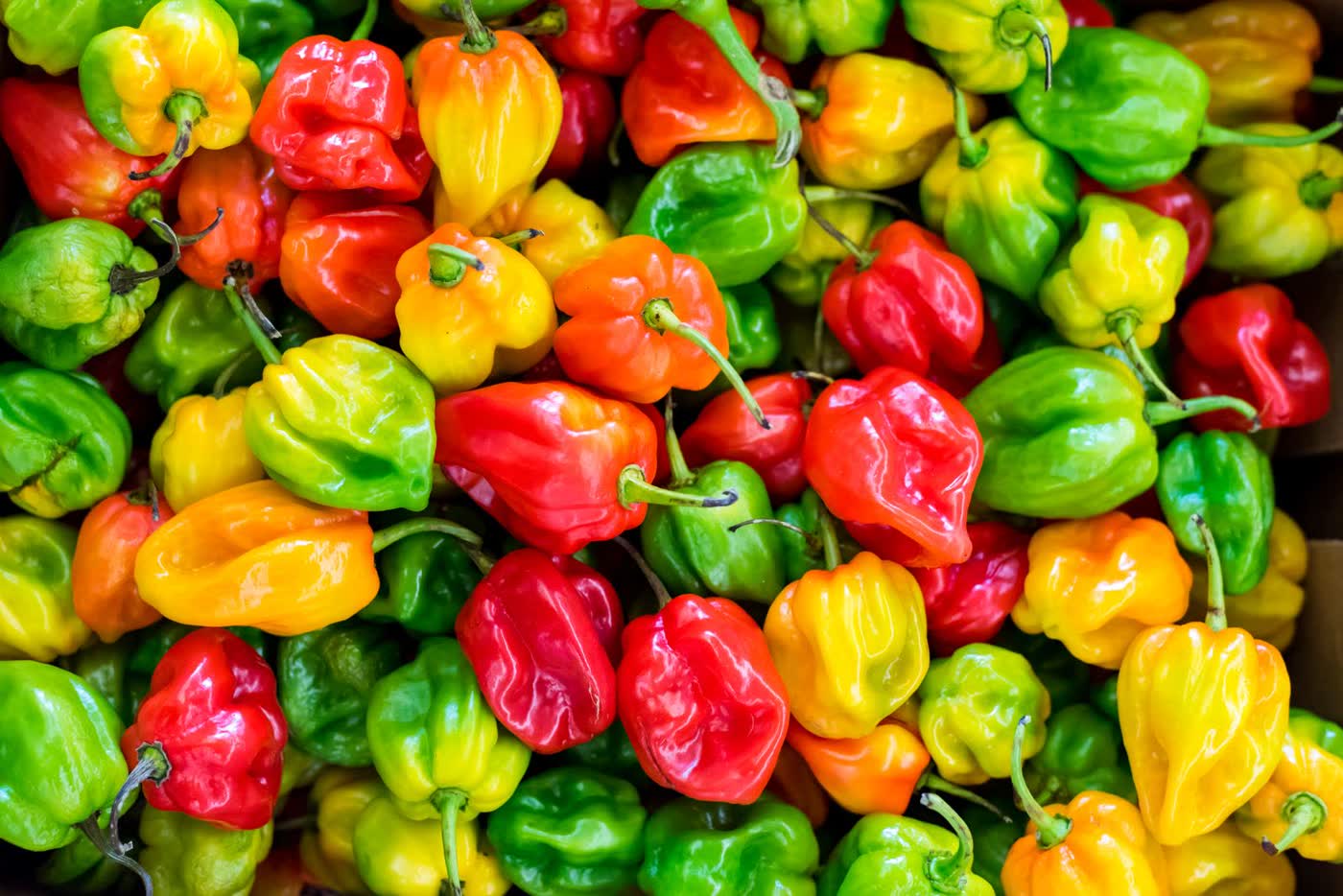 A heap of red, yellow and green habanero-style peppers filling the frame